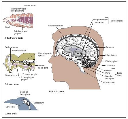 A comparison of the brains of an earthworm, an insect, a bird, and a human. (Reproduced by permission of The Gale Group.)