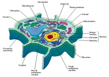 A plant cell. (Reproduced by permission of The Gale Group.)