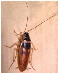 The brown-banded cockroach. (Reproduced by permission of Edward S. Ross.)