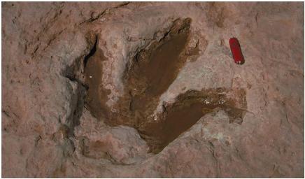 A dinosaur footprint in Tuba City, Arizona. (Reproduced by permission of JLM Visuals.)