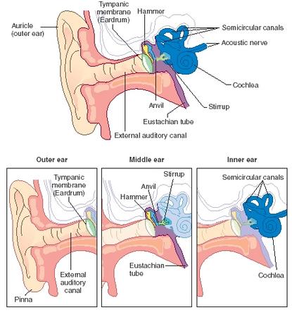 The anatomy of the human ear. (Reproduced by permission of The Gale Group.)