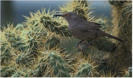A curved-bill thrasher perched near its nest in a cactus at the Arizona Sonora Desert Museum. Even relationships that seem to be stark, such as that of the cactus with its surroundings, involve complex ties that form the subject matter of ecology. (Reproduced by permission of Field Mark Publications.)