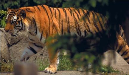 A Siberian tiger. (Reproduced by permission of Field Mark Publications.)