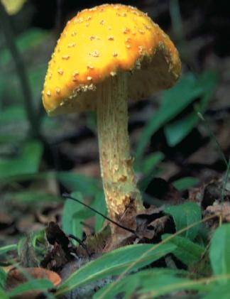 An American fly agaric. This mushroom is very common in all of North America, but it is somewhat more rare in the southern states, where specimens are more slender and tinged with a salmonlike color. (Reproduced by permission of Field Mark Publications.)