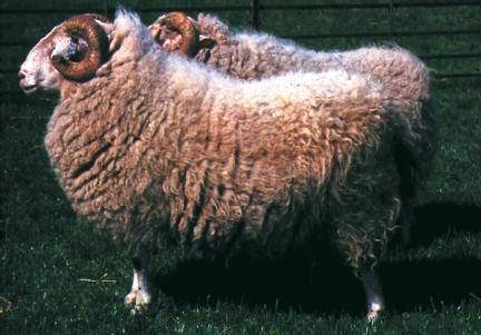 Genetically engineered sheep with the human gene responsible for the production of alpha-1-antitrypsin (AAT) transferred into their DNA. When the AAT is eventually extracted from their milk, it will be used as therapy for humans deficient in AAT. The deficiency causes emphysema (a breathing disorder) in approximately 100,000 people in the western world. (Reproduced by permission of Photo Researchers, Inc.)