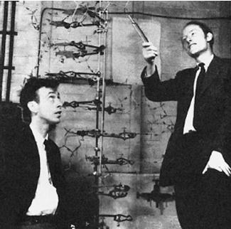Francis Crick (right) and James Watson display their model of DNA's structure.