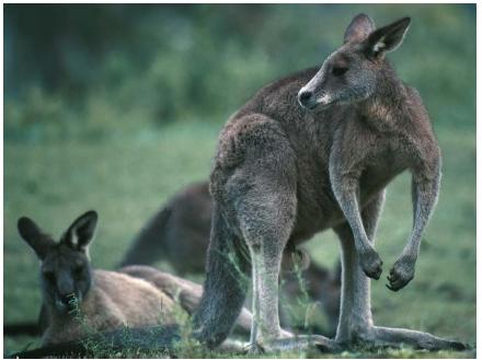 Red kangaroos in Australia. (Reproduced by permission of Photo Researchers, Inc.)