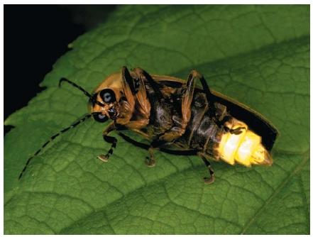 Fireflies have a bioluminescent organ in their abdomen that they use to attract mates. Chemicals within the organ react with oxygen to produce light. The insect controls the flashes by regulating the flow of oxygen. (Reproduced by permission of The Stock Market.)