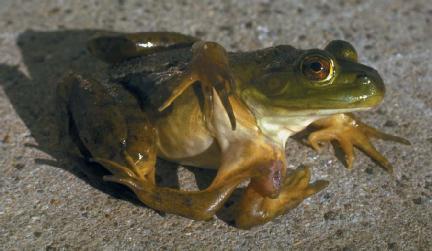 A six-legged green frog. (Reproduced by permission of JLM Visuals.)