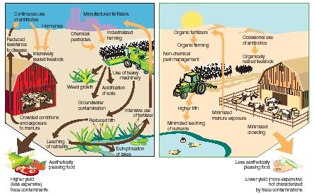 Intensively managed agriculture (left) compared with organic farming (right). (Reproduced by permission of The Gale Group.)