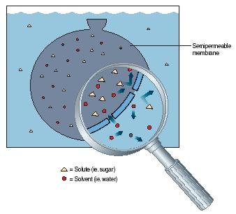 Figure 1. Osmosis is the movement of a solvent through a semipermeable membrane. (Reproduced by permission of The Gale Group.)