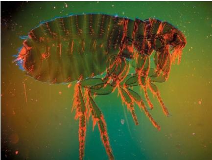 A photo of a flea magnified 50 times. Fleas are common parasitic insects that are known to carry a variety of devastating diseases, including the plague. (Reproduced by permission of The Stock Market.)
