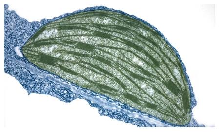 A transmission electron micrograph of a chloroplast from a tobacco leaf. Chloroplasts are the organelles in plants responsible for photosynthesis. (Reproduced by permission of Photo Researchers, Inc.)