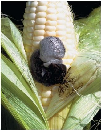 Smut—a fungus—on corn. About 80 percent of plant diseases can be traced to fungi. (Reproduced by permission of Photo Researchers, Inc.)