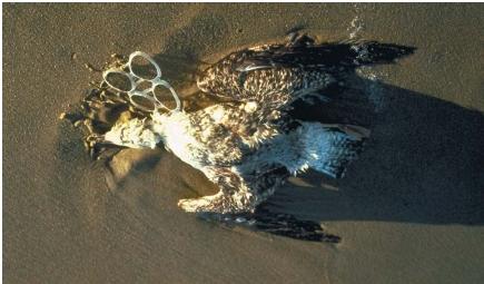 Water pollution can take many forms. This gull was choked to death by a plastic six-pack holder. (Reproduced courtesy of the U.S. Fish and Wildlife Service.)