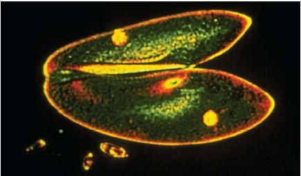 One protozoa splitting into two. (Reproduced by permission of Photo Researchers, Inc.)