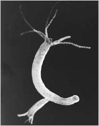 A hydra budding. Budding is a form of asexual reproduction, in which a small part of the parent's body separates and develops into a new individual. (Reproduced by permission of Photo Researchers, Inc.)
