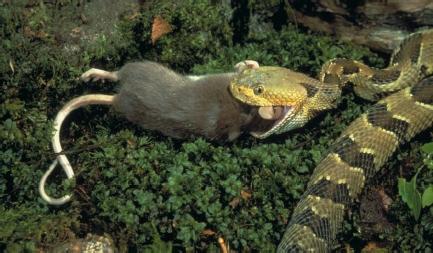 A timber rattlesnake consuming a mouse. (Reproduced by permission of JLM Visuals.)