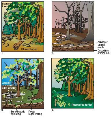 Illustration of (1) a climax forest (2) destroyed by wildfire and (3 and 4) its eventual recovery. Secondary succession occurs in an area where life once existed but has then been destroyed. (Reproduced by permission of The Gale Group.)