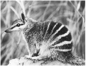A numbat, or banded anteater, is native to western Australia and is just one of many species of vertebrates that inhabit the planet. (Reproduced by permission of John Cancalosi.)