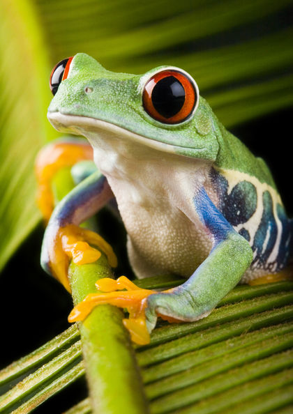 Amphibians - body, used, water, process, Earth, life, characteristics,  form, animals