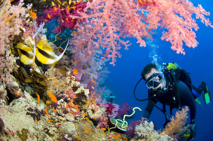 Coral Reef 3122