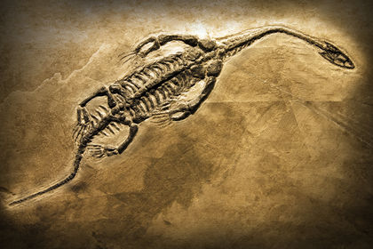 Fossil And Fossilization 2867