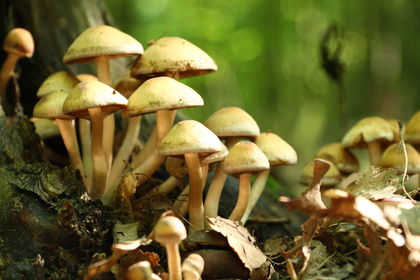Fungi 2800
