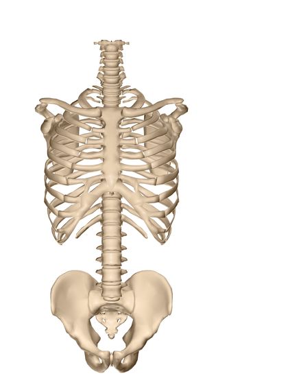Skeletal System - humans, examples, body, type, form, animals, cells