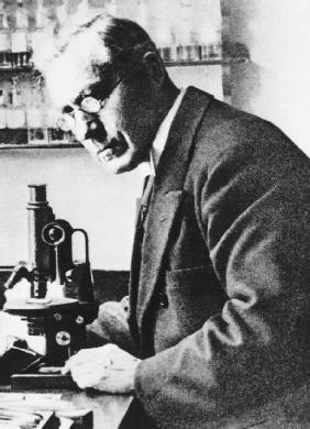 Dutch botanist Martinus Beijerinck was the first scientist to identify viruses, infectious microbes that are even smaller than bacteria.
