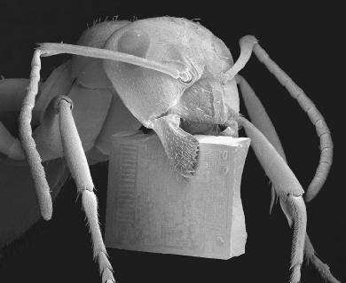 An electron micrograph shows an ant holding a tiny microchip. Viruses can potentially be used to create even smaller, more efficient microchips.