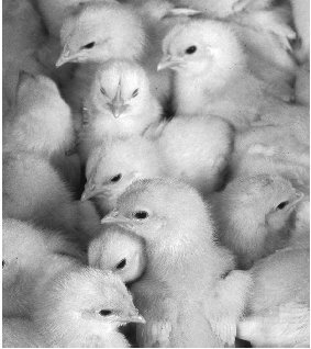 Members of the same species can look very similar, like these baby chicks, but individuals are rarely exact genetic replicas of each other.