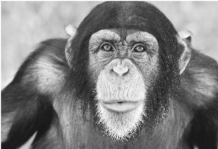 Scientists might one day be able to mix the genes of chimpanzees and other animals with those of humans. The result would be new species that are neither completely animal nor human.