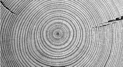 Tree rings like these not only tell scientists the age of the tree, but they also provide a record of climate change over the centuries.