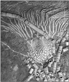 Marine fossils such as these provide clues about climatic conditions during the fossilized creatures