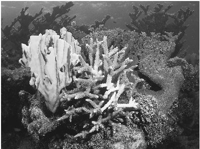 This coral has begun to bleach from a rise in the oceans temperature. Pollution and intense light can also cause coral to bleach.