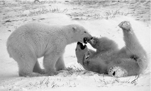 Polar bear cubs play near Canadas Hudson Bay. Global warming now melts the frozen bay earlier in the year, reducing the amount of time the bears have to hunt.